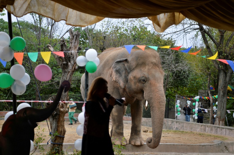 'Do you believe': Cher sends Pakistan elephant to Cambodia