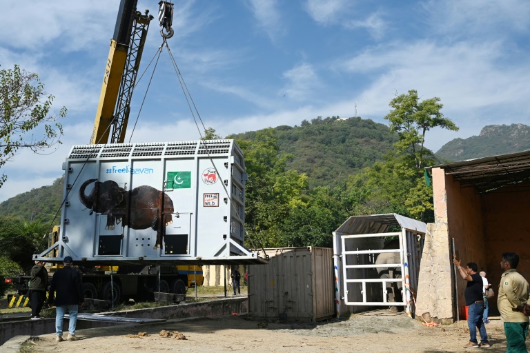 Kavaan (in enclosure at right) is set to be flown to Cambodia following a campaign by pop star Cher to free the elephant Kavaan (in enclosure at right) is set to be flown to Cambodia following a campaign by pop star Cher to free the elephant