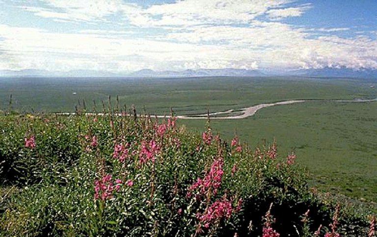 Environmental advocates have sought to block the Donald Trump administration's plan to sell oil drilling leases in the Arctic National Wildlife Refuge in Alaska. Environmental advocates have sought to block the Donald Trump administration's plan to sell oil drilling leases in the Arctic National Wildlife Refuge in Alaska.