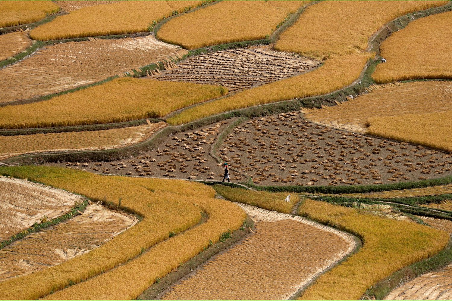 A woman carrying a basket walks through a rice field in south Kashmir's Tral town on Sept 24 this year. (Reuters photo) A woman carrying a basket walks through a rice field in south Kashmir's Tral town on Sept 24 this year. (Reuters photo)