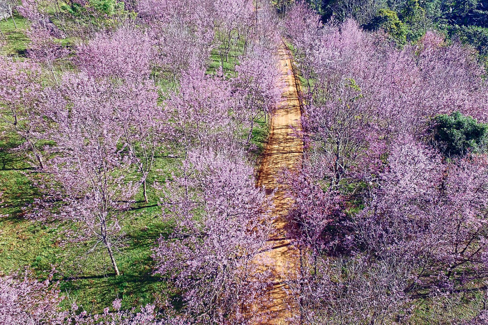 Chase the cherry blossoms in Phu Lom Lo