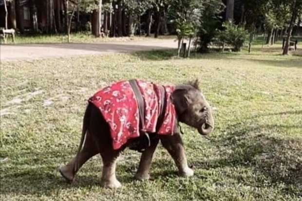 Popular baby elephant Chabakaew died on Wednesday at the Phu Wua Wildlife Sanctuary in Bueng Kan province