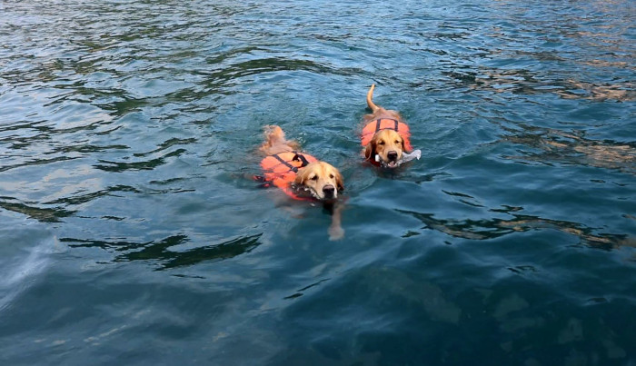 Scoop on Koh Tao "Money and Fanta", Retrievers with Green Hearts - Vimarsana News