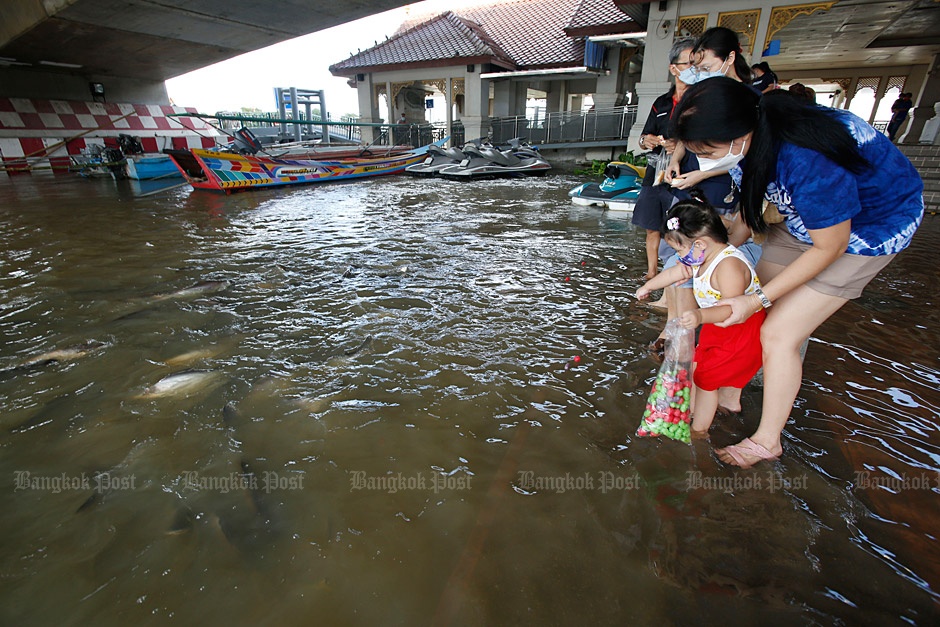A family feeds fish in the Chao Phraya River which has flooded areas underneath the Pak Kret Bridge in Nonthaburi. (Photo by Apichit Jinakul)