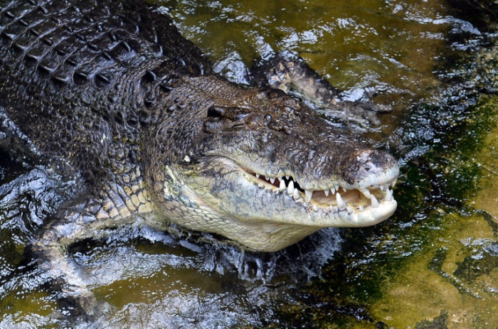 Naked robber found in tree above croc-infested river - Vimarsana News