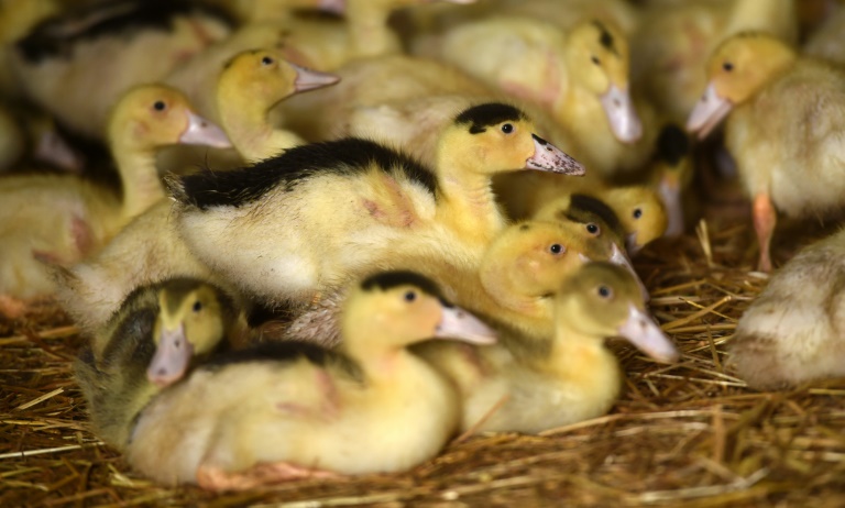 France plans mass duck slaughter as bird flu hits foie gras