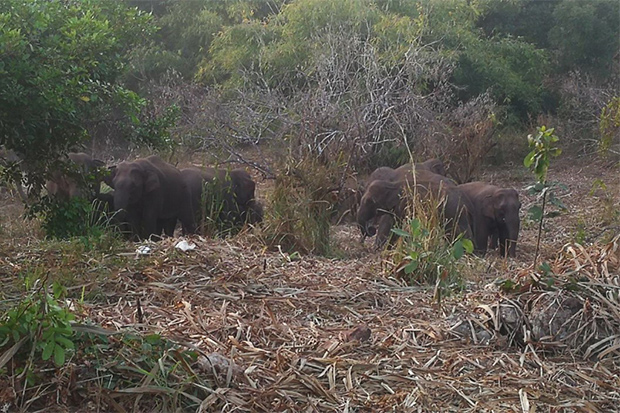 Villagers ask govt for help after elephant raids