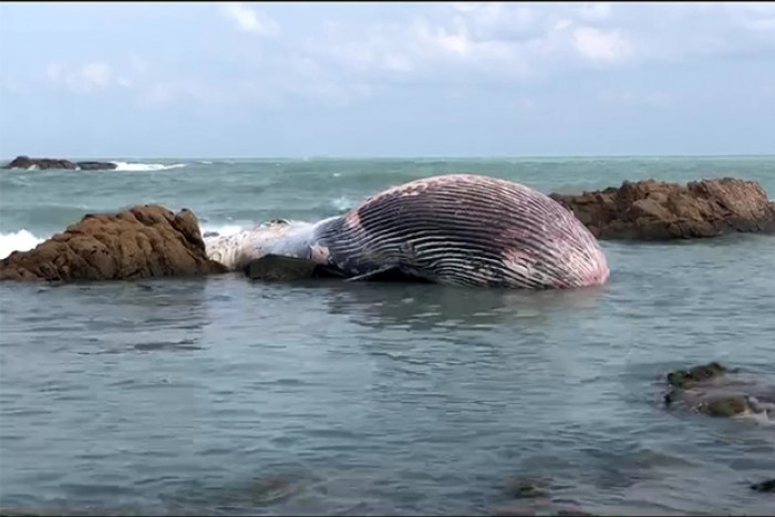 Dead Bruda whale on Koh Samui beach - Vimarsana News