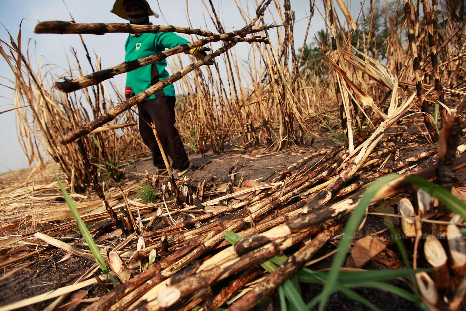 Why Do Farmers Burn Sugar Cane Fields Farmer Foto Collections