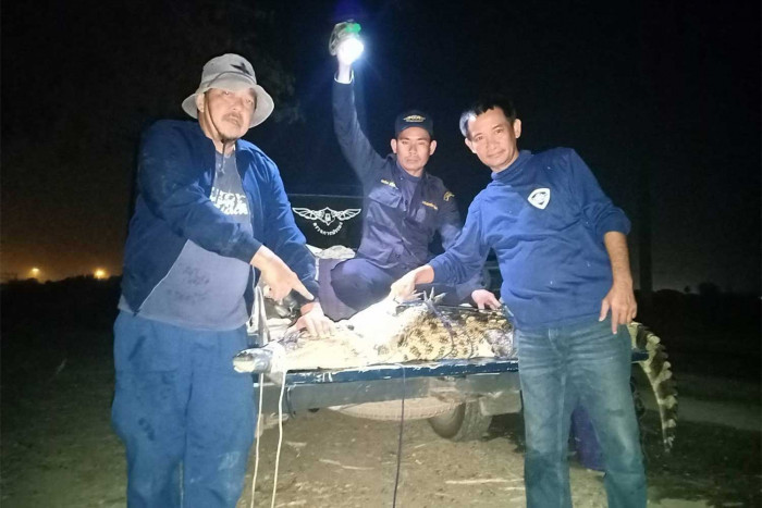 Crocodile captured in Kanchanaburi canal - Vimarsana News