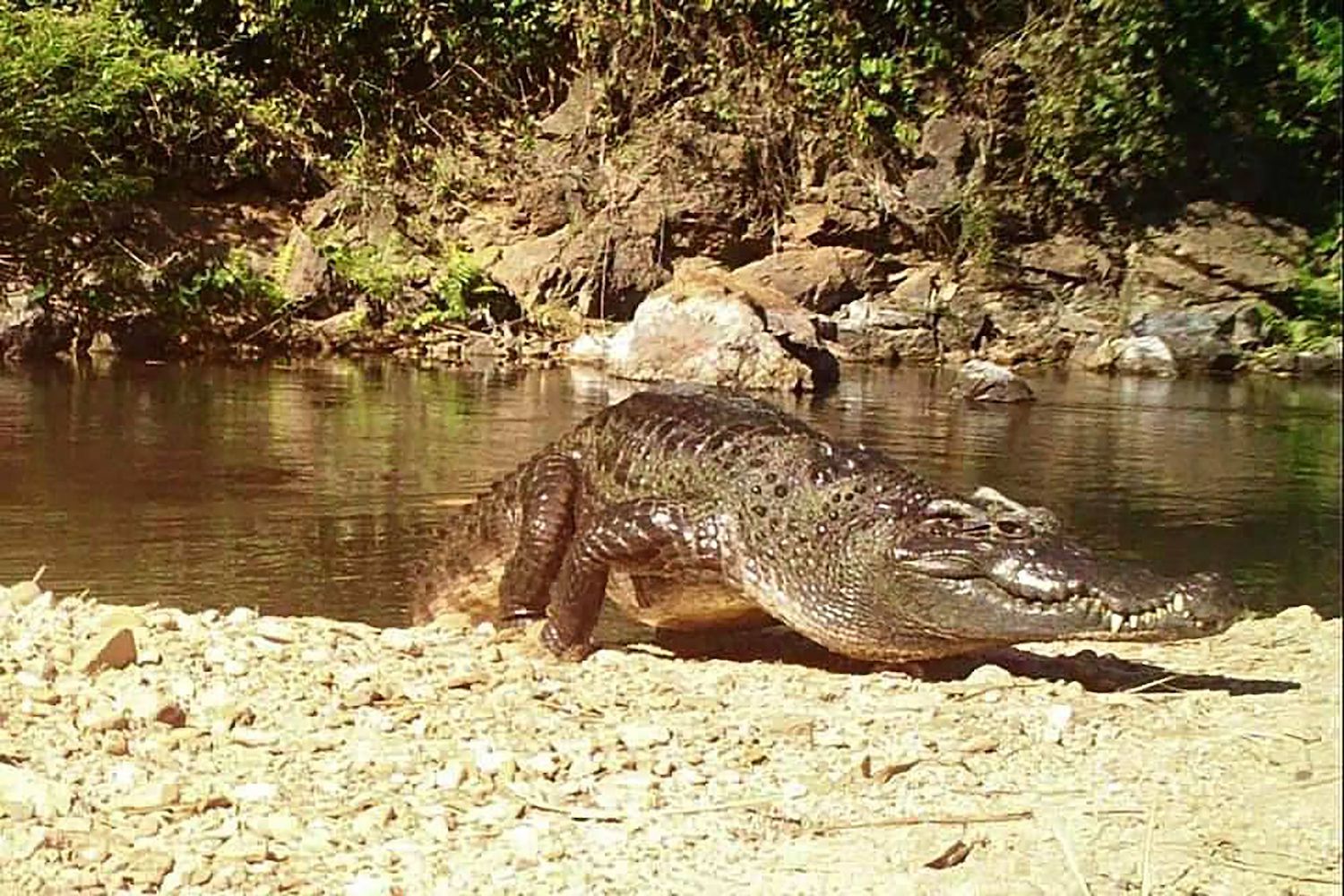 Camera captures rare Siamese crocodile