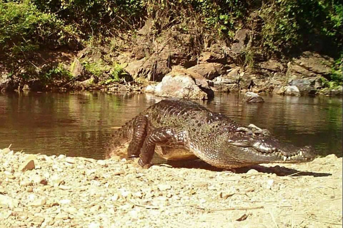 Camera captures rare Siamese crocodile - Vimarsana News