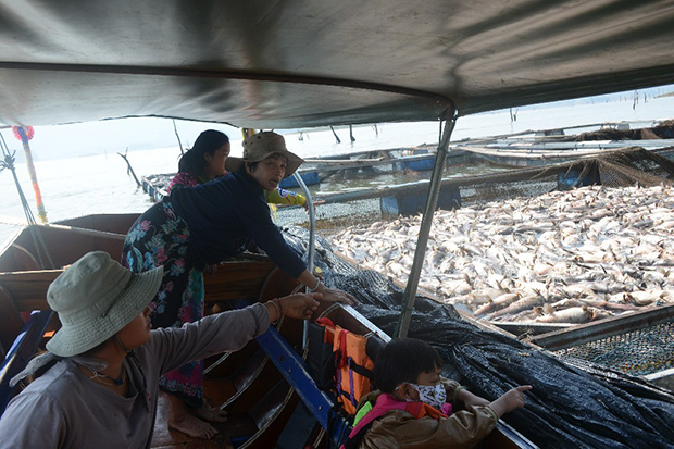 Mass fish deaths leave farmers in deep trouble