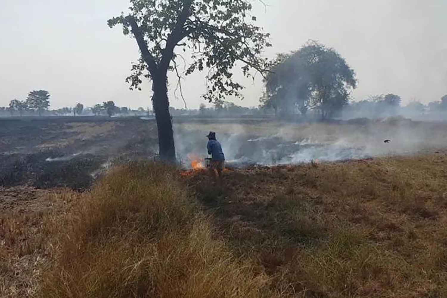 Waste burning in a paddy field in Nakhon Ratchasima (file photo)