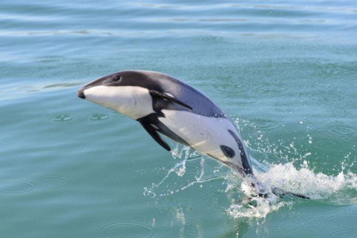 Drones using AI to track rare Māui dolphins - Vimarsana News