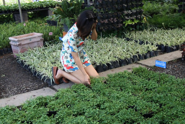 Covid brings growth spurt to plant market