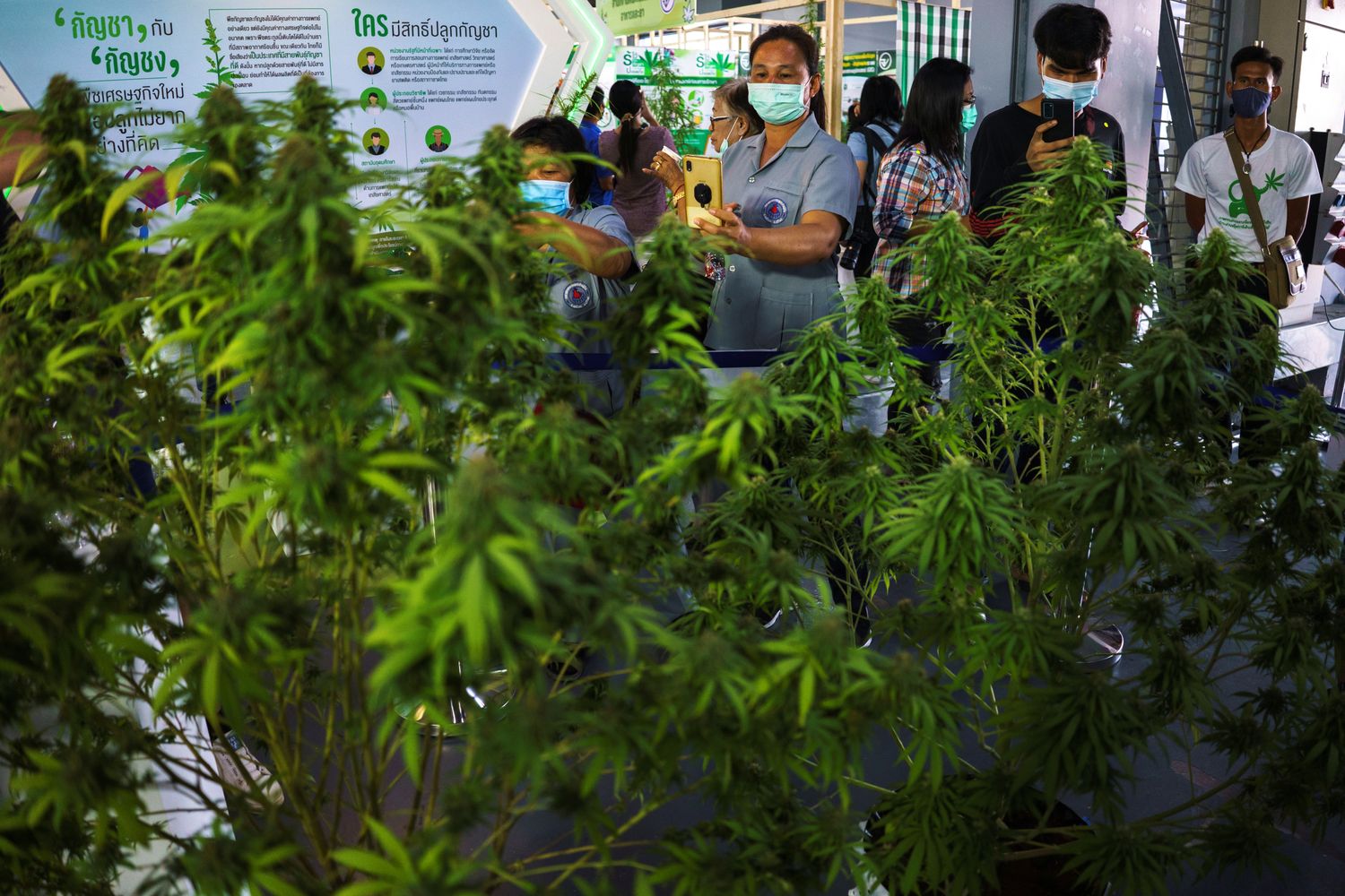 People take pictures of cannabis plants at the "360 Cannabis & Hemp for the People" expo in Buri Ram province on Friday. (Reuters photos)