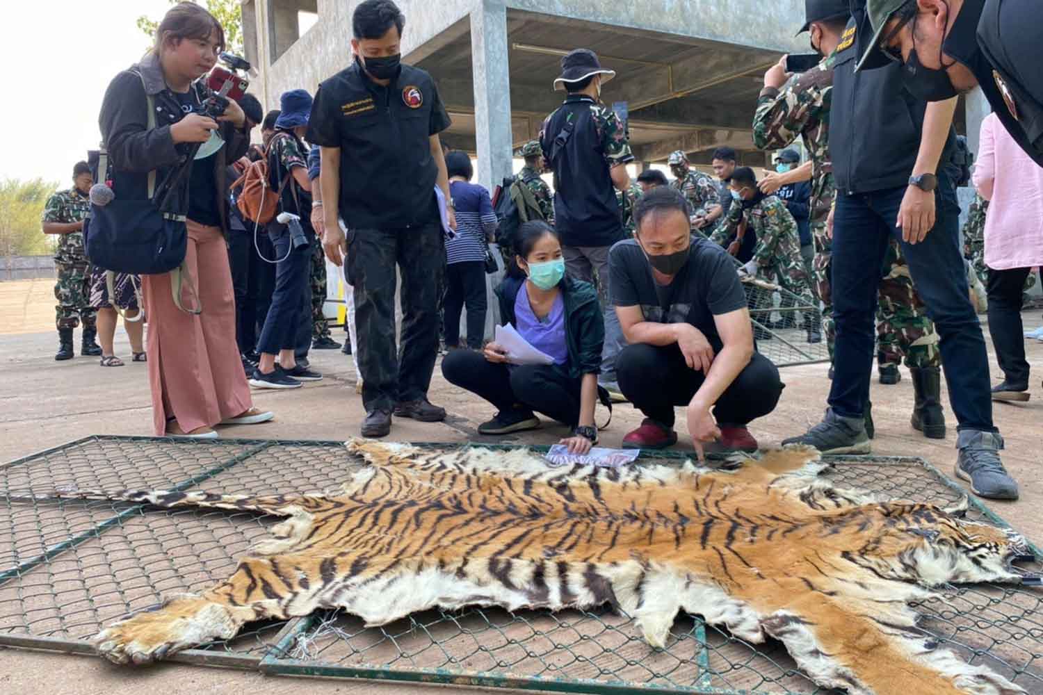 Officials of the Department of Natural Parks, Wildlife and Plant Conservation examine a tiger skin at Mukda Tiger Park & Farm in Mukdahan province. (Photo from the Department of Natural Parks, Wildlife and Plant Conservation.)