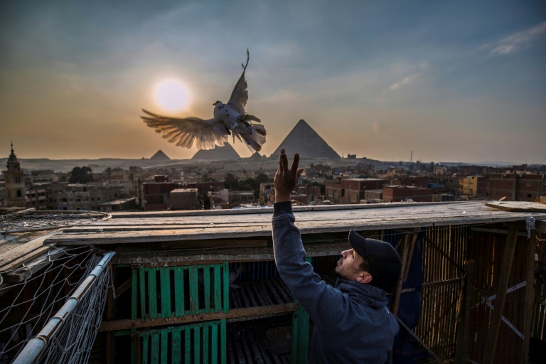 An Egyptian pigeon fancier releases one of his pigeons from its coop against the backdrop of the Giza pyramids An Egyptian pigeon fancier releases one of his pigeons from its coop against the backdrop of the Giza pyramids