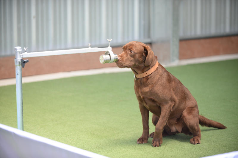 Chula sniffer dogs score 95% on Covid detection