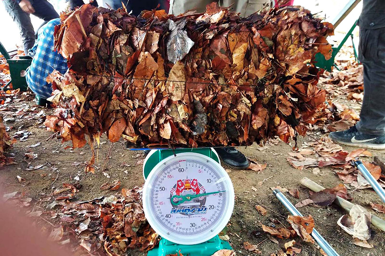 Growth industry: A villager in Chiang Mai weighs compressed dried leaves which fetch two baht per kilo. Collecting dried leaves for sale is an initiative launched in 34 villages to discourage locals from burning them and producing haze. The leaves are bought to produce compost and almost 17 tonnes were collected between March 15 and Wednesday. (Photo by Panumate Tanraksa) Growth industry: A villager in Chiang Mai weighs compressed dried leaves which fetch two baht per kilo. Collecting dried leaves for sale is an initiative launched in 34 villages to discourage locals from burning them and producing haze. The leaves are bought to produce compost and almost 17 tonnes were collected between March 15 and Wednesday. (Photo by Panumate Tanraksa)