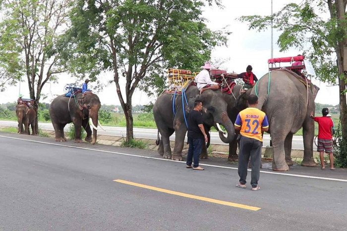 Jobless Pattaya elephants begin 500km walk home - Vimarsana News