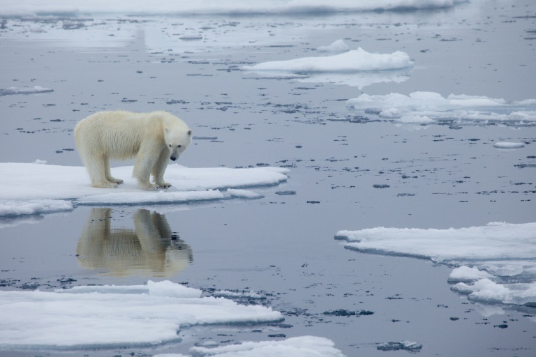 A polar bear stands on melting sea ice in Svalbard, Norway in 2013 A polar bear stands on melting sea ice in Svalbard, Norway in 2013