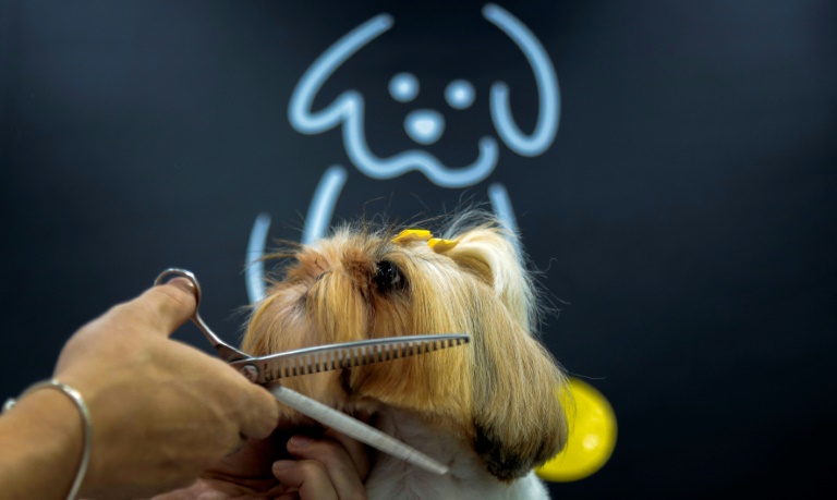 Stylist Luiz Renato grooms Shih Tzu at a pet shop in Sao Paulo, Brazil Stylist Luiz Renato grooms Shih Tzu at a pet shop in Sao Paulo, Brazil