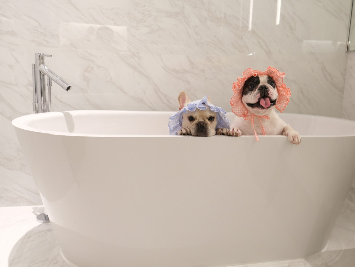 Where's The Pawty? - Vimarsana News