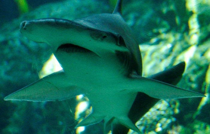 Nature's GPS: Sharks read magnetic fields for directions - Vimarsana News