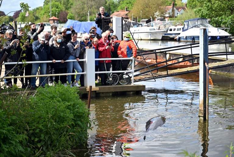 There are concerns that the whale could be injured There are concerns that the whale could be injured