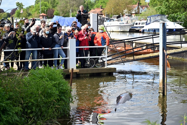 Fears for whale stranded in London's Thames