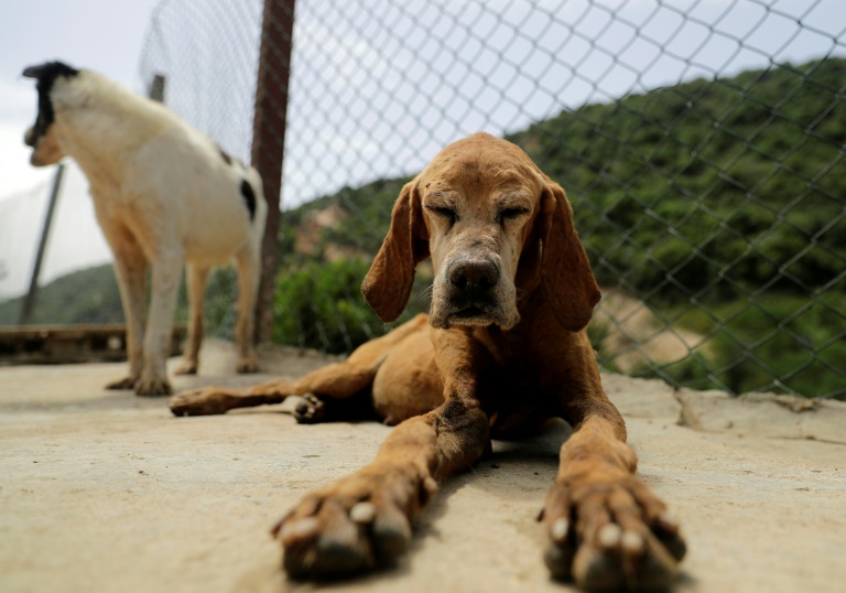 Rescued dogs at the Woof N' Wags shelter on the outskirts of the village of Kfar Chellal, south of the Lebanese capital Beirut Rescued dogs at the Woof N' Wags shelter on the outskirts of the village of Kfar Chellal, south of the Lebanese capital Beirut