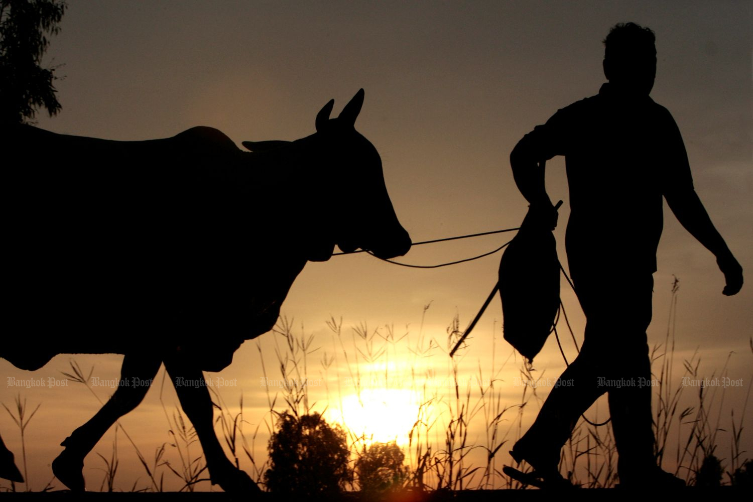 A farmer in Roi Et walks his cattle back home as the sun sets on August 14, 2007. (Reuters file photo)