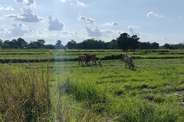 Farmer killed by cow with new calf