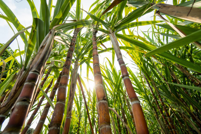 Thailand BOI approves NatureWorks's over 15 billion baht investment in new PLA plant - Vimarsana News