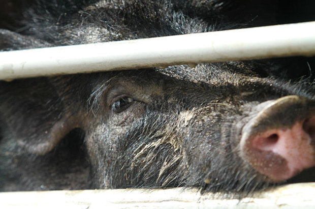 Vietnam to suspend live pig imports from Thailand over African swine fever