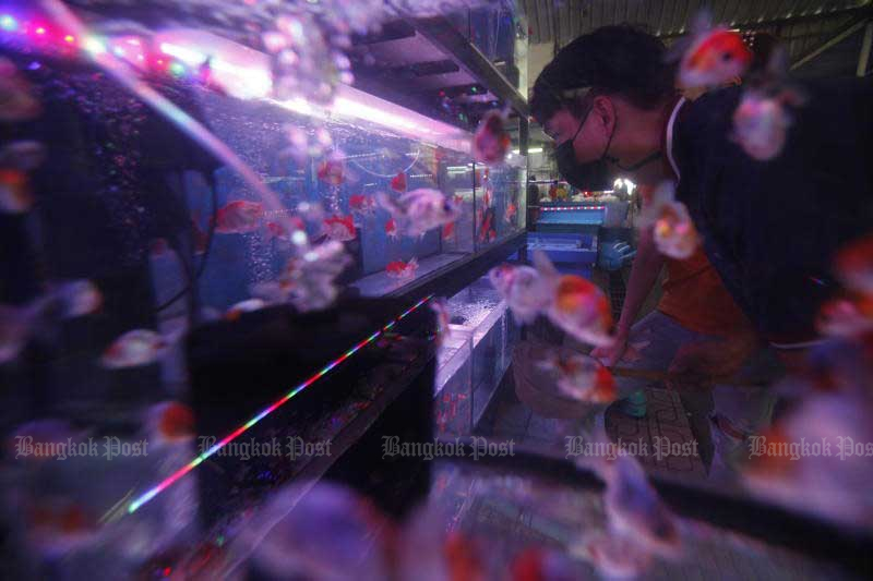 A shopper looks at pet fish at a shop in the Chatuchak weekend market. One of the most famous markets in the country is quiet due to the coronavirus outbreak in Bangkok. (Photo by Nutthawat Wicheanbut)