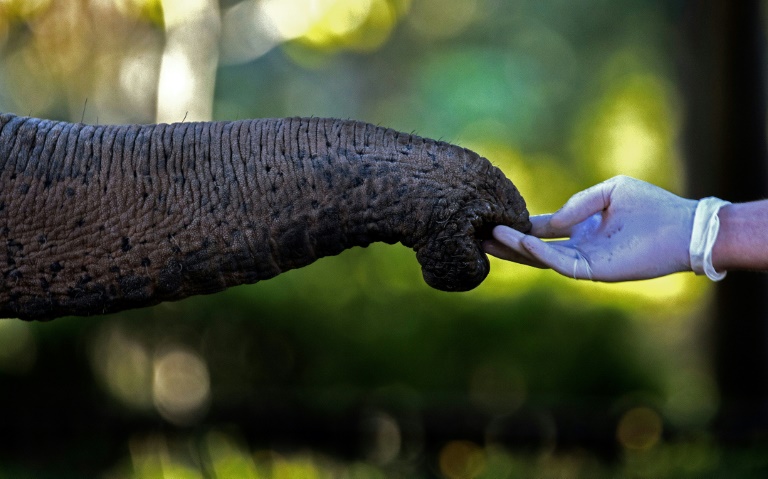 A tusker's proboscis can also switch to vacuum mode to eat. A tusker's proboscis can also switch to vacuum mode to eat.