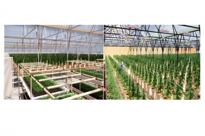 Gunkul to invest B2bn in cannabis - Vimarsana News