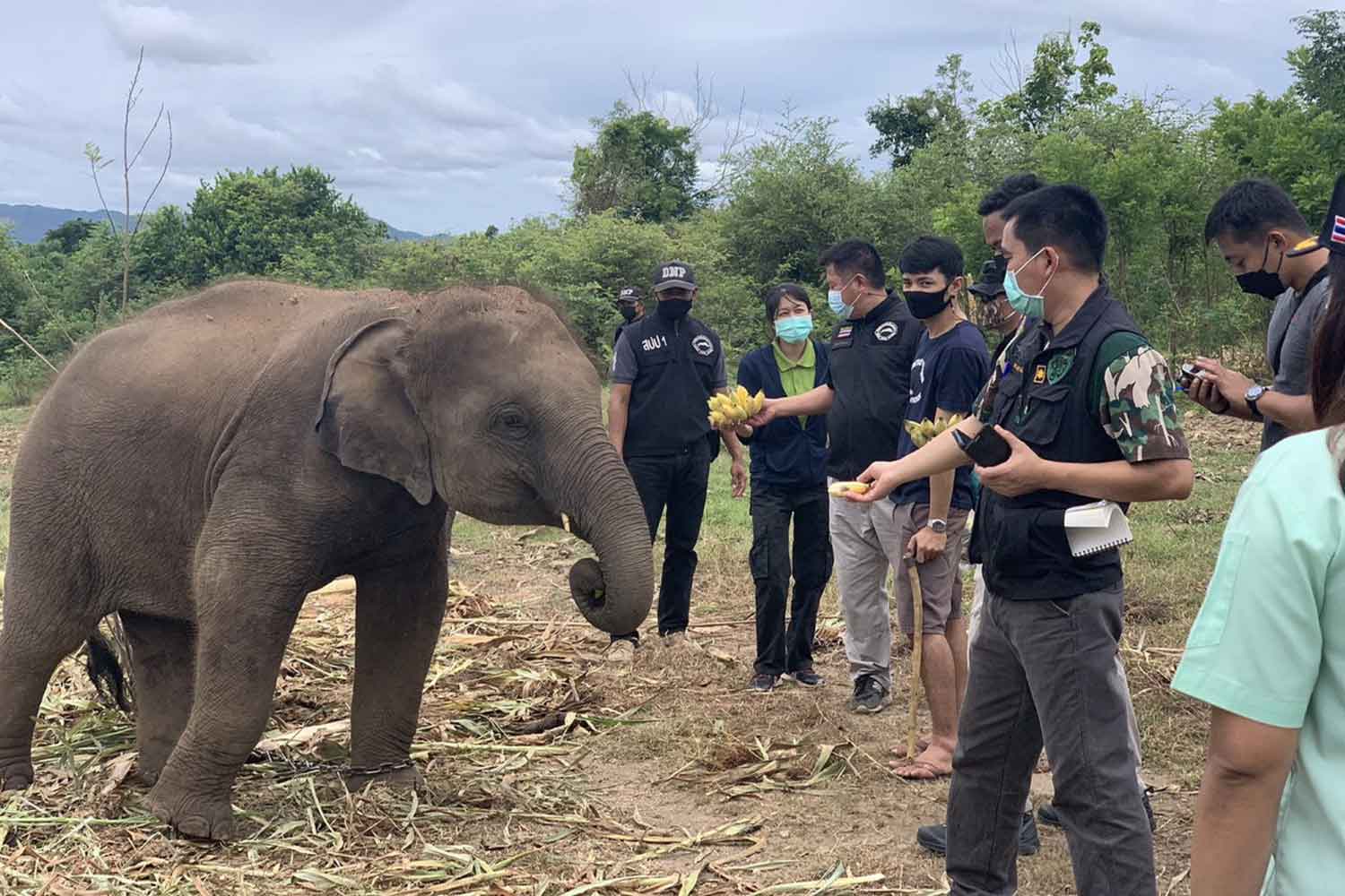 Young 'wild' elephant seized from camp