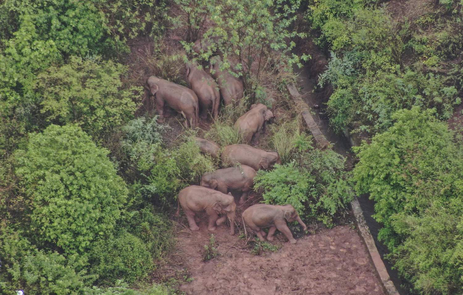 A photo released on Friday by Yunnan authorities shows part of a herd that has wandered 500 kilometres north from their natural habitat, foraging in a forest in Yimen county in the southwestern Chinese province of Yunnan. (Handout Photo from Yunnan Provincial Command of the Safety Precautions of the Migrating Asian Elephant via AFP) A photo released on Friday by Yunnan authorities shows part of a herd that has wandered 500 kilometres north from their natural habitat, foraging in a forest in Yimen county in the southwestern Chinese province of Yunnan. (Handout Photo from Yunnan Provincial Command of the Safety Precautions of the Migrating Asian Elephant via AFP)