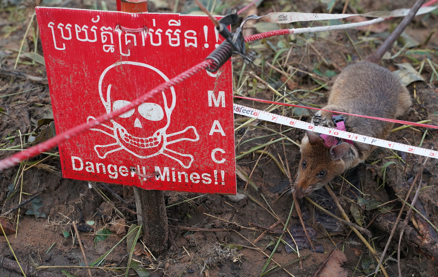 Giant pouched rats from Tanzania have an extraordinary sense of smell, making them well suited to detect land mines in an area being demined in Preah Vihear province of Cambodia. (Reuters Photo) Giant pouched rats from Tanzania have an extraordinary sense of smell, making them well suited to detect land mines in an area being demined in Preah Vihear province of Cambodia. (Reuters Photo)