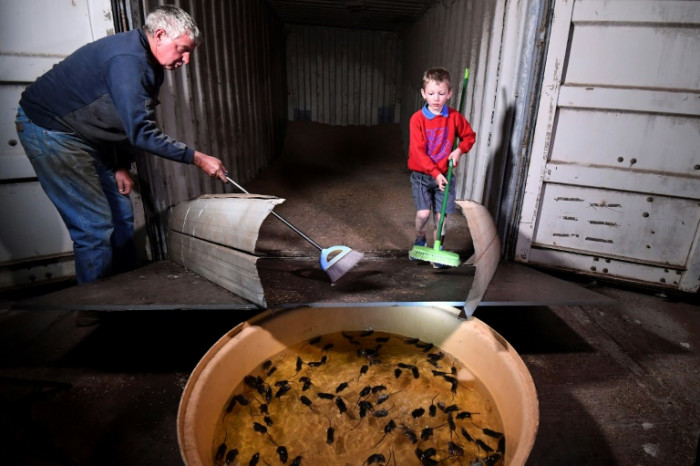 After fire and floods, Aussie farmers suffer mouse plague - Vimarsana News