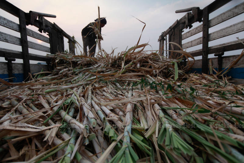 A farmer in Suphan Buri loads freshly harvested sugar cane onto a lorry. Some sugar products from Thailand are now subject to an anti-dumping tax in Vietnam. (Bangkok Post photo)