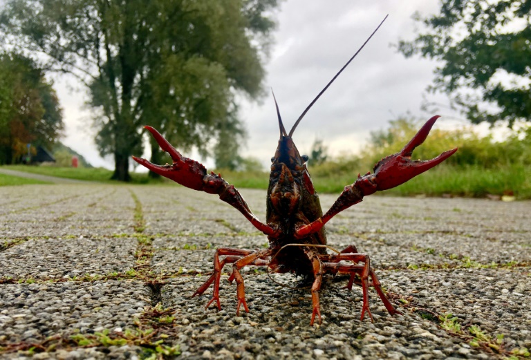 A crayfish crosses a pedestrian walkway close to the Kemnader See lake in Bochum, western Germany. A crayfish crosses a pedestrian walkway close to the Kemnader See lake in Bochum, western Germany.