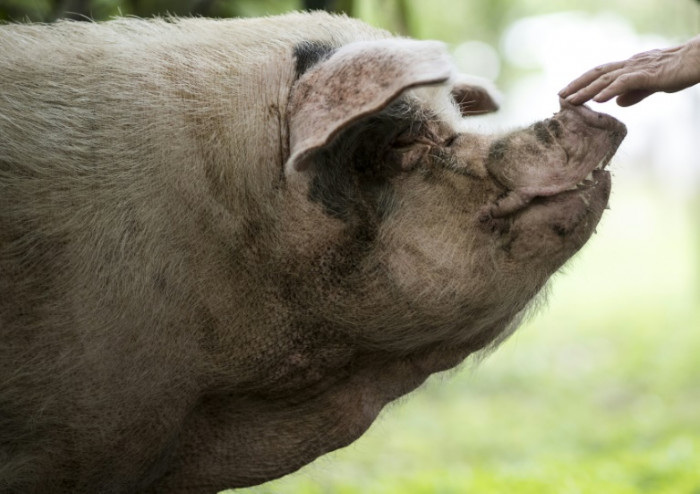 Chinese mourn passing of heroic pig that survived 2008 quake