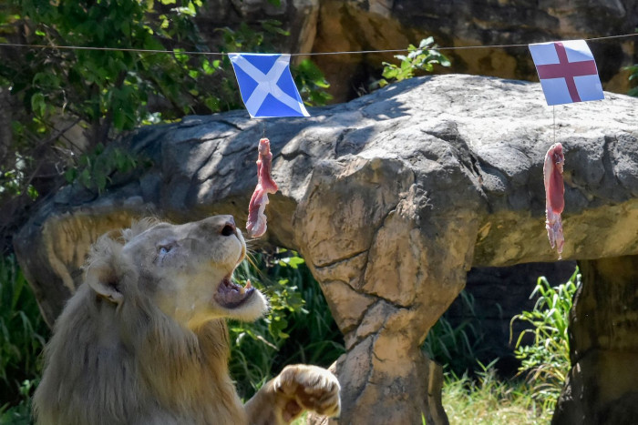 'Psychic' lion in Khon Kaen a Euro predictions ace