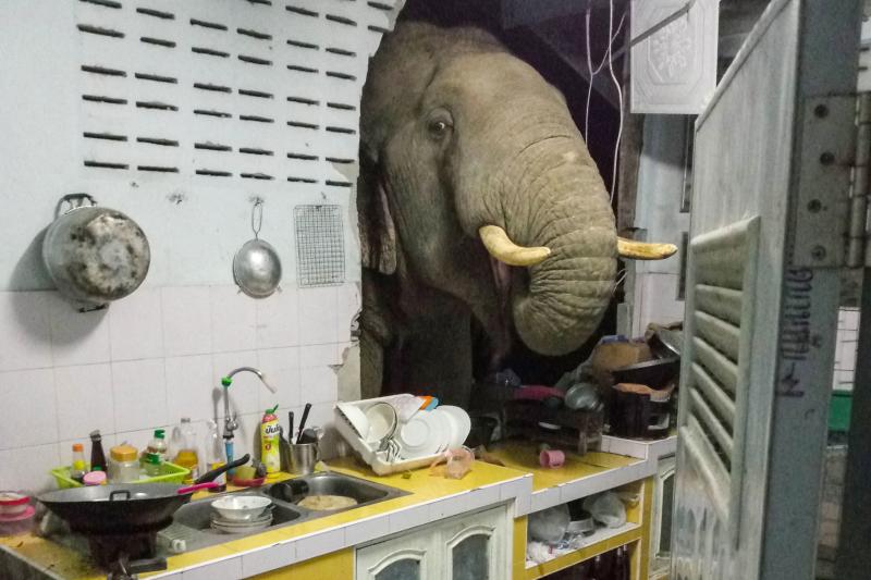 An elephant searches for food in the kitchen of a home in Pa La-U, Hua Hin, Prachuap Khiri Khan on Sunday.  (Photo by Radchadawan Peungprasopporn / Facebook / AFP)