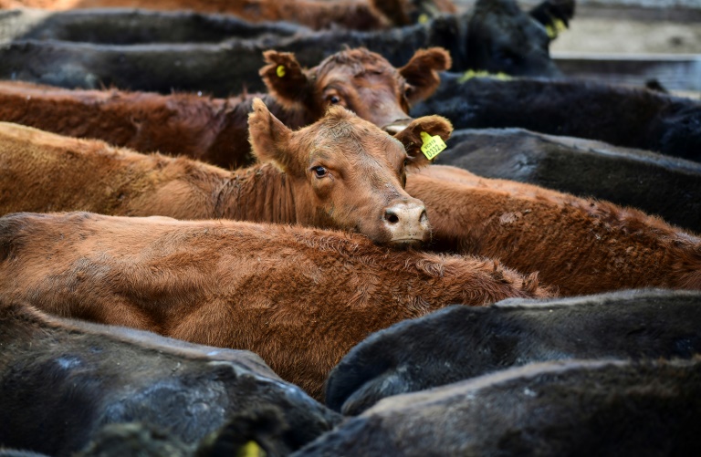 Argentina progressively resumes beef exports